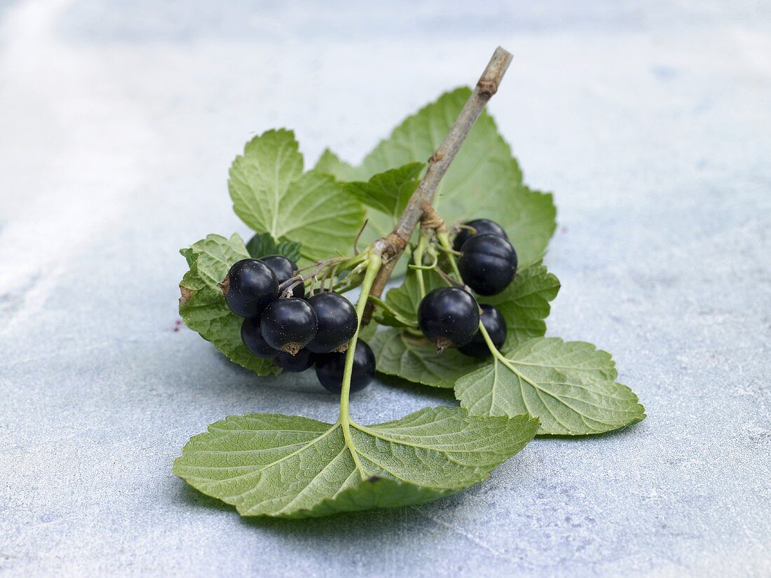 Schwarze Johannisbeeren an einem Zweig