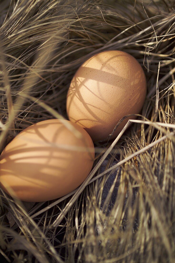 Zwei Braune Eier im Strohnest