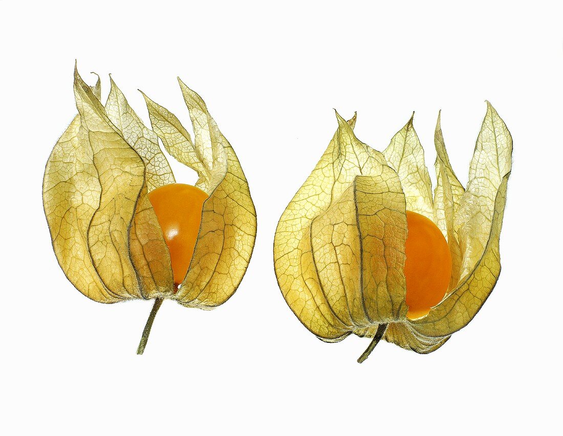 Zwei Physalis