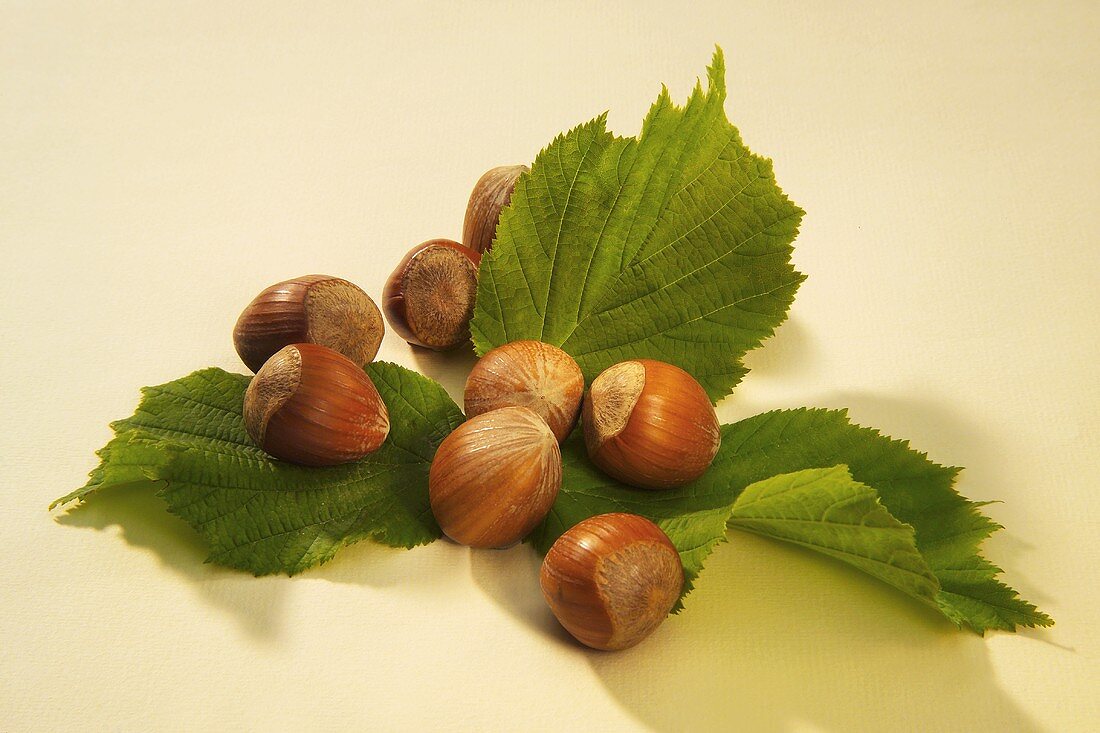 Hazelnuts with leaf