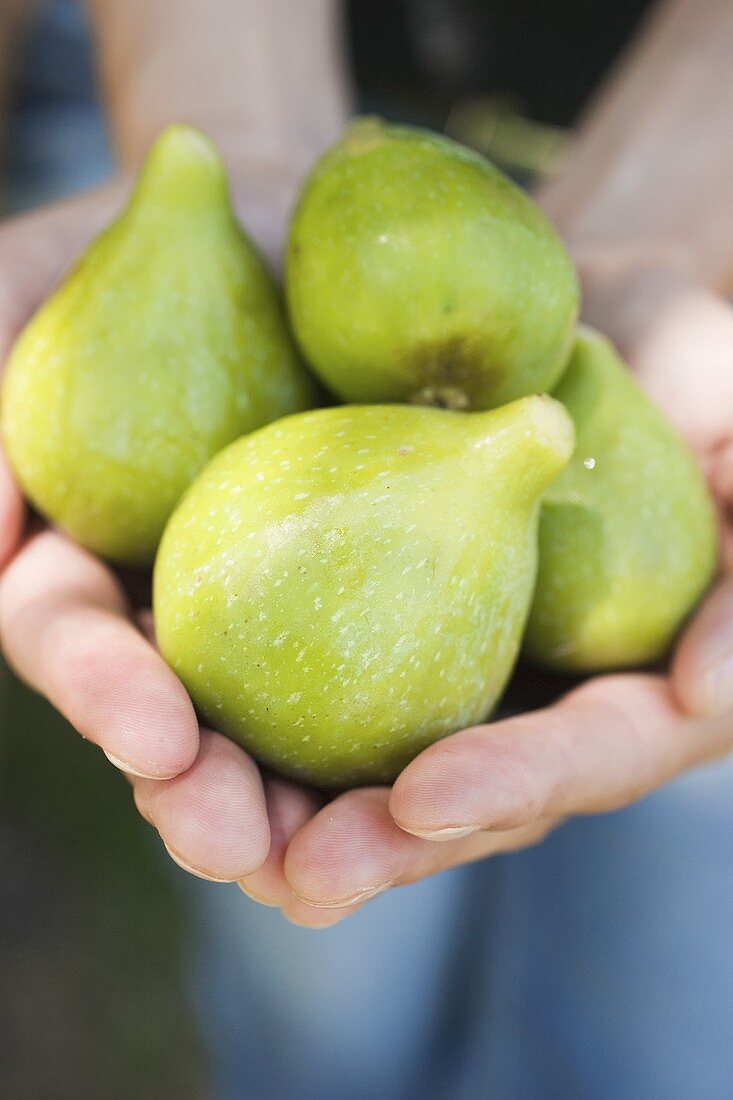Two hands full of figs