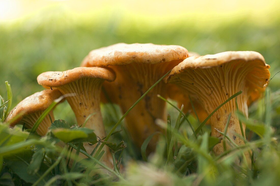 Vier Pfifferlinge auf der Wiese