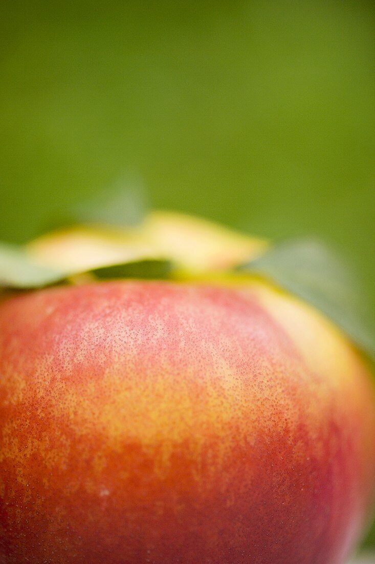 A nectarine