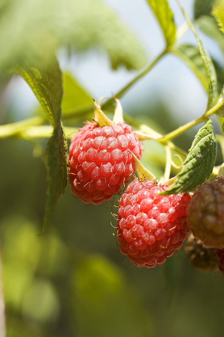 Frische Himbeeren am Strauch