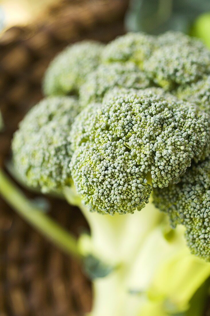 Fresh broccoli