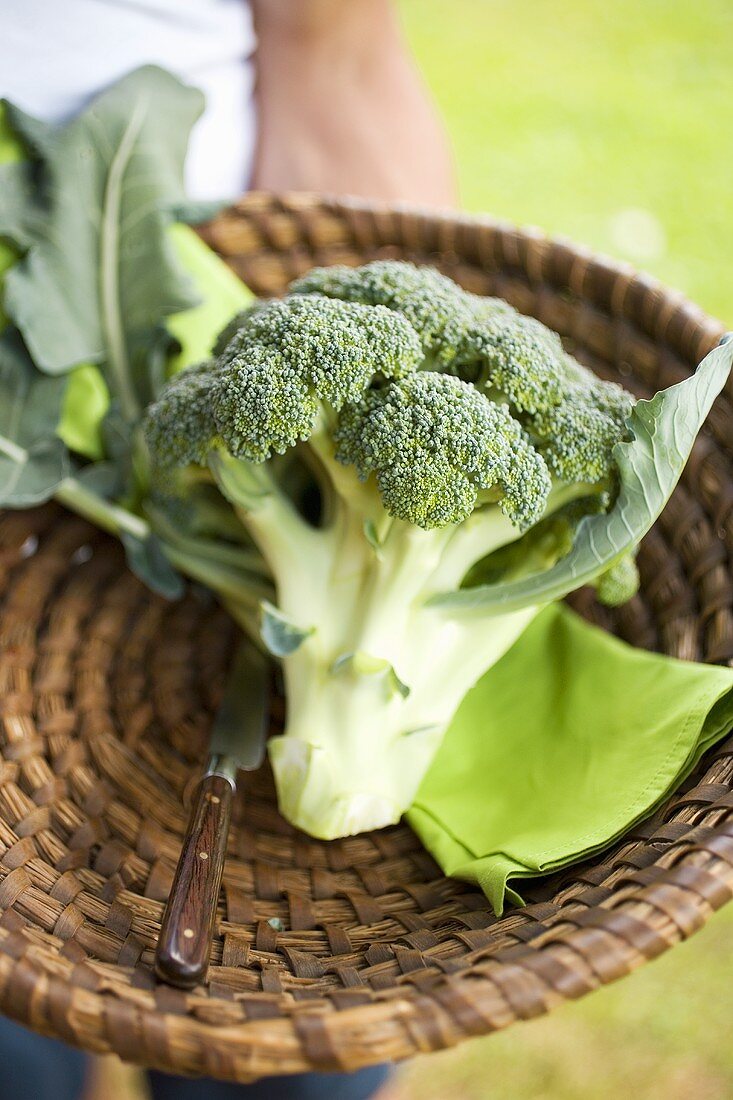 Fresh broccoli in a basket