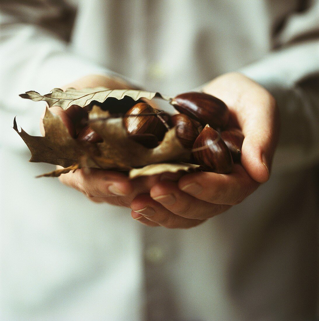 Two hands full of sweet chestnuts