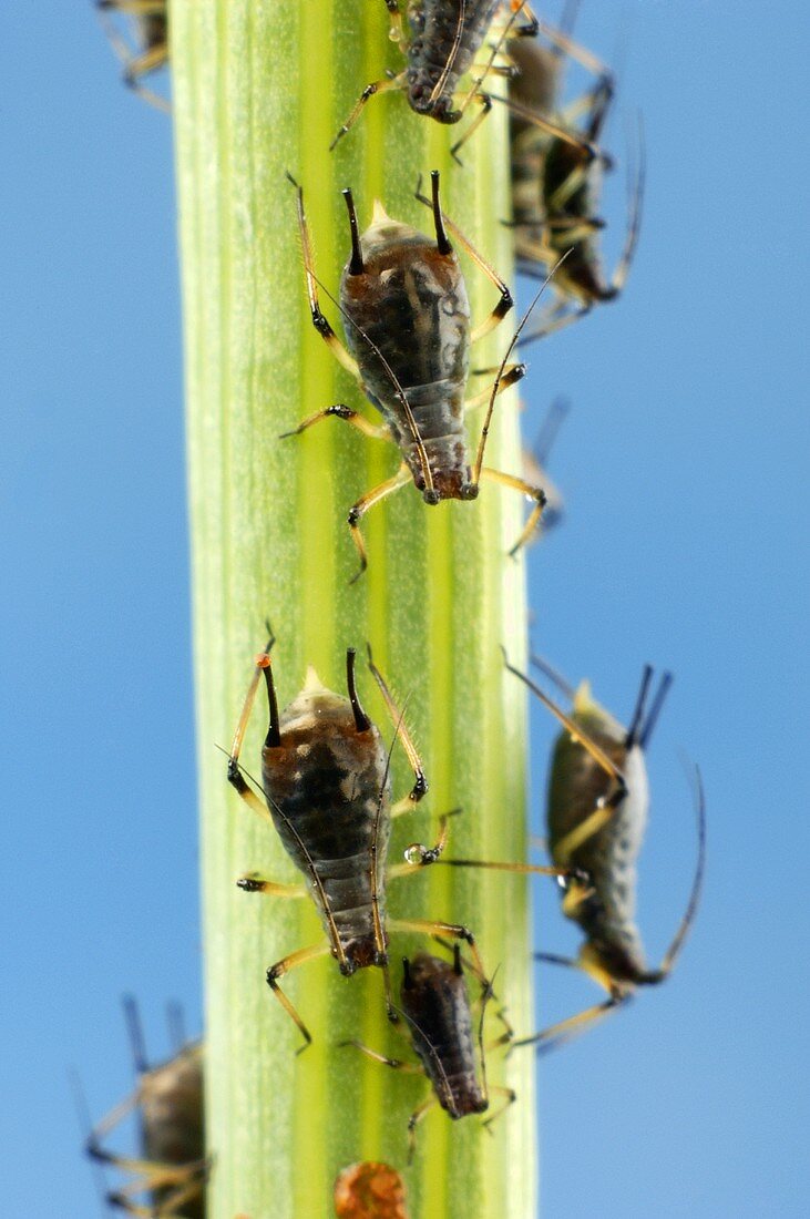 Rose aphids