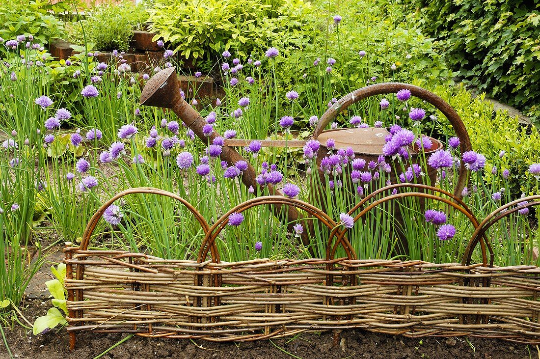 Flowering chives in a garden