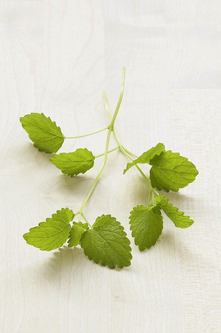 Fresh lemon balm