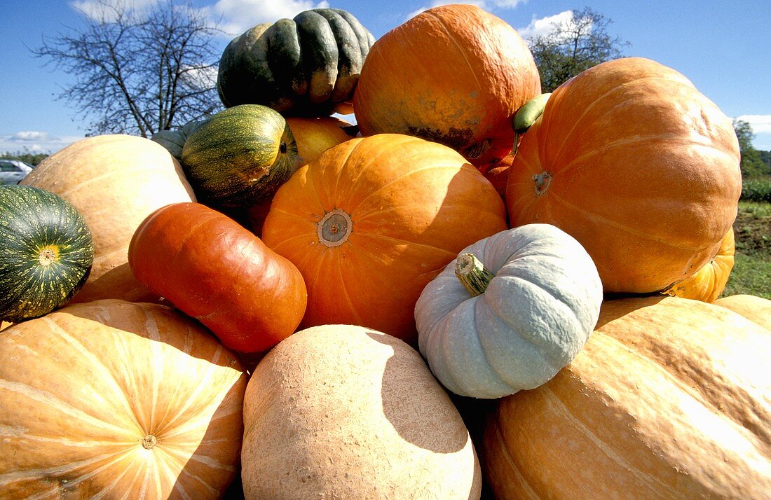 An assortment of pumpkins