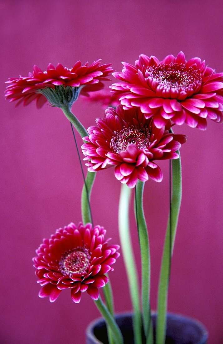 Rosa Gerbera in der Vase