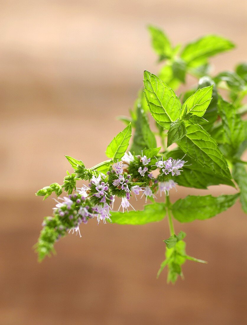 Flowering mint