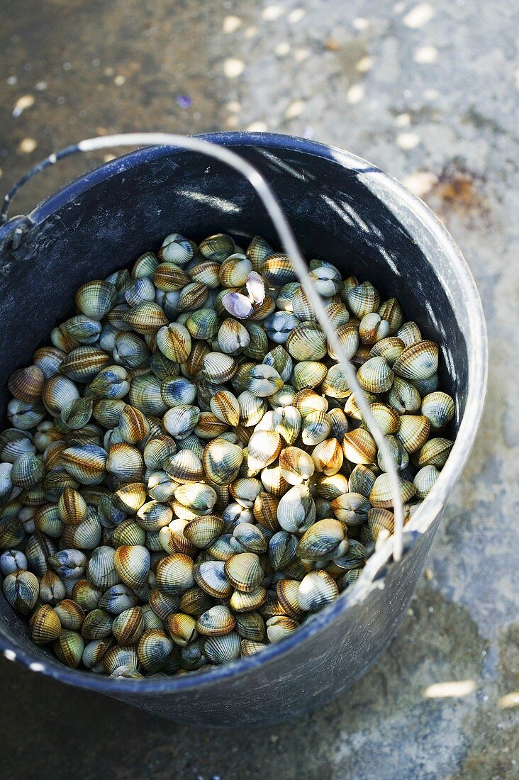 Clams in a bucket