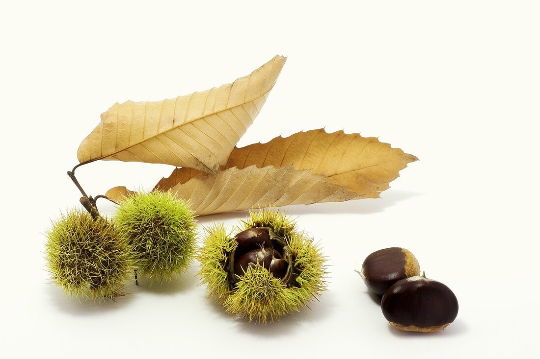 Sweet chestnuts in their shells with leaf