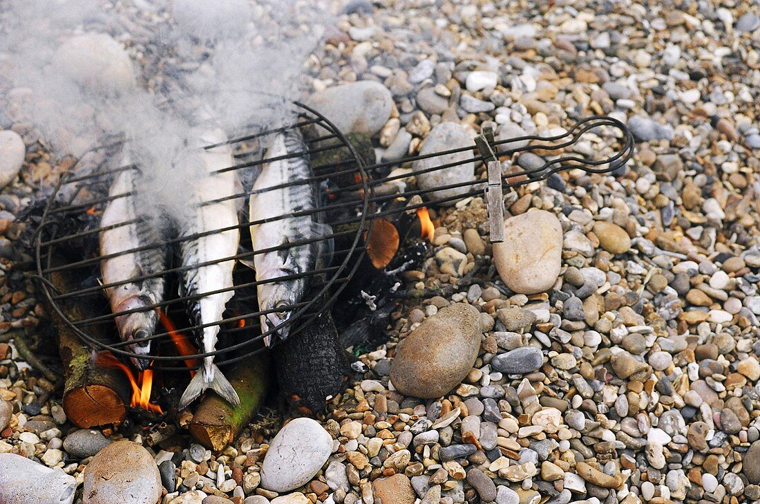 Three mackerel on a camp fire