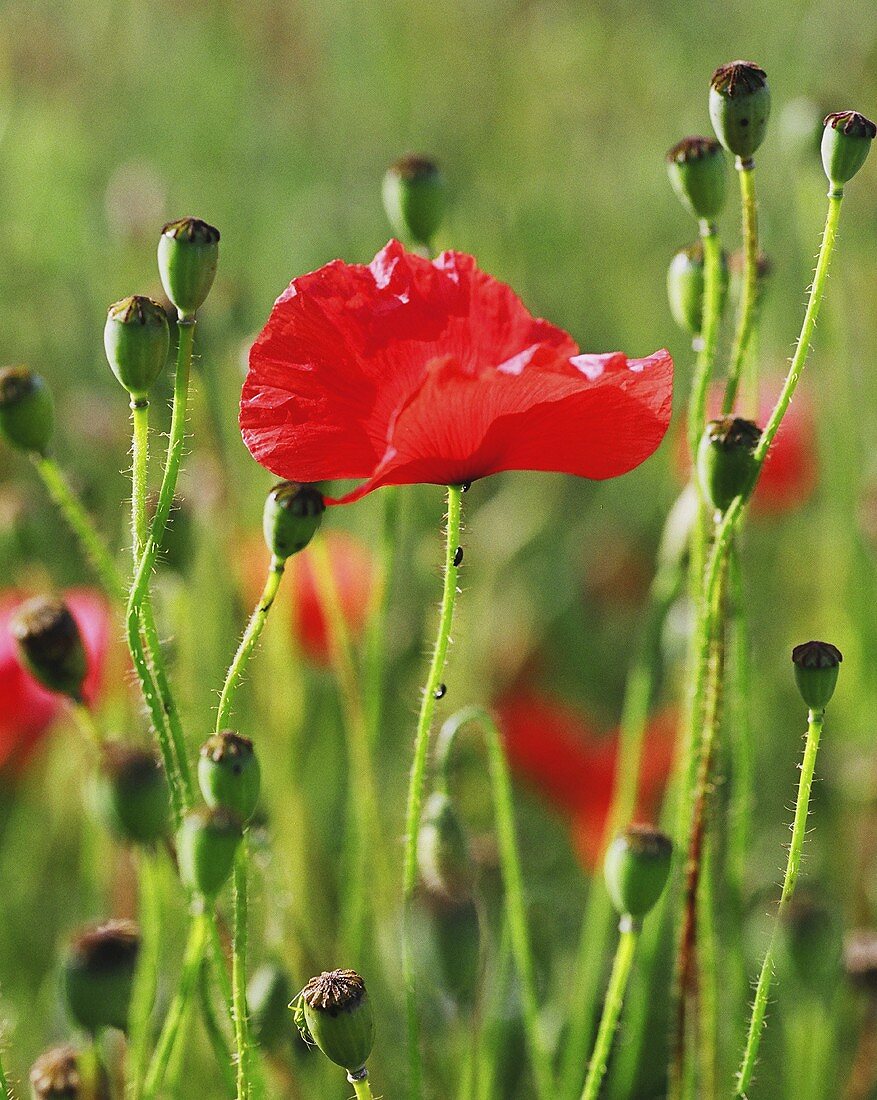 Poppies in a field