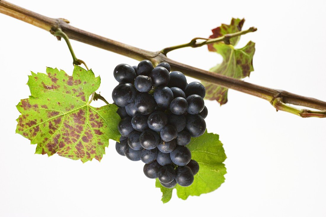 Red wine grapes on the branch