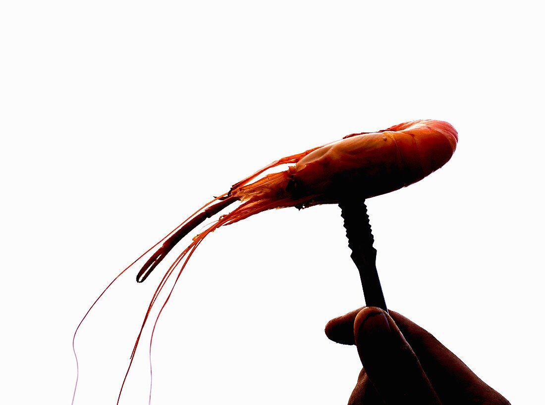 A shrimp in tongs