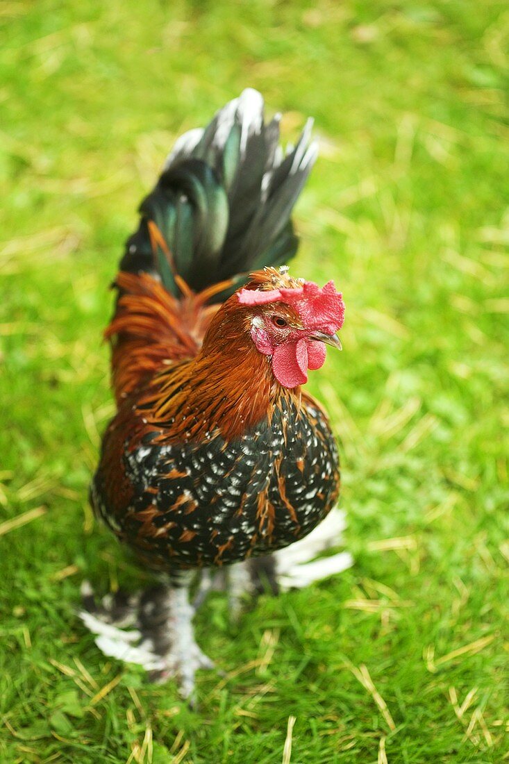 A rooster in a field