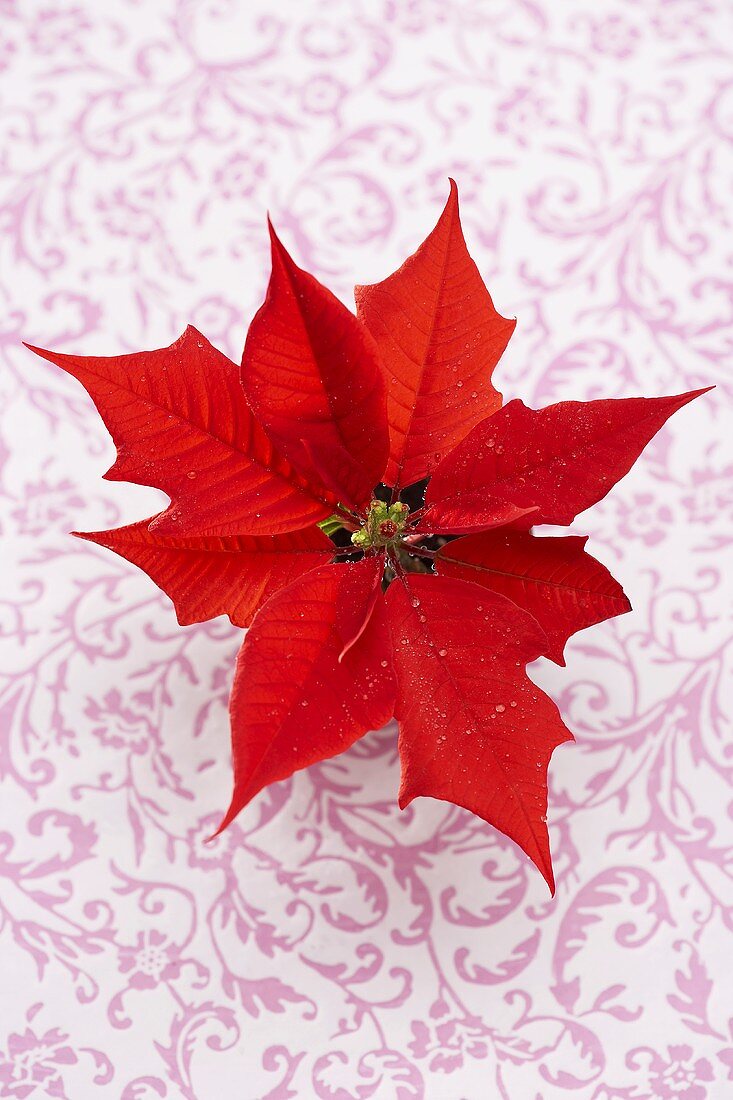 A poinsettia