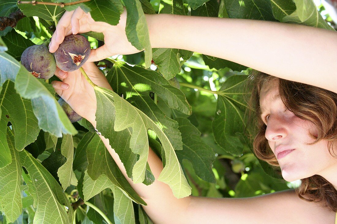 Junge Frau pflückt Feigen vom Baum