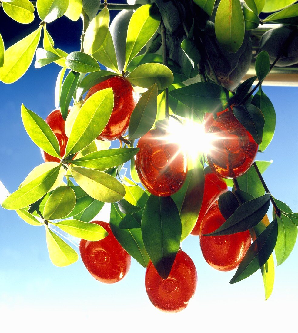 Cherry sweets on a tree