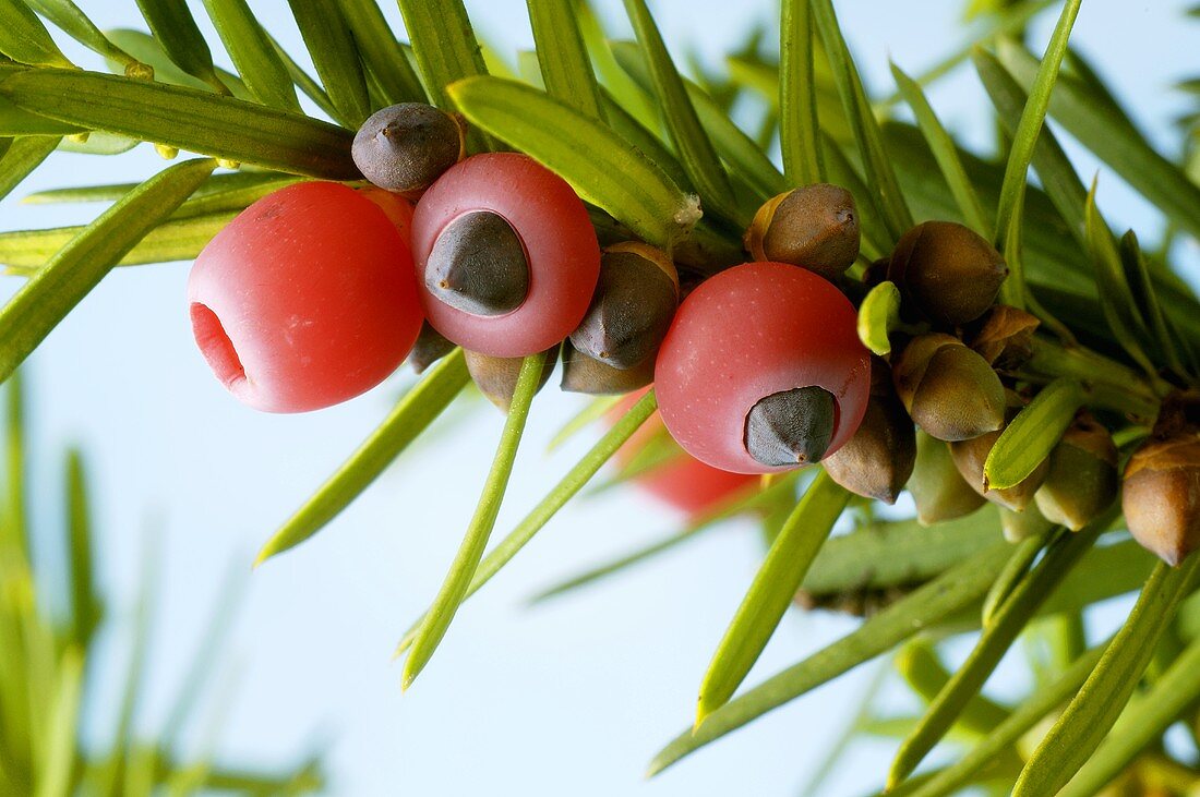 Yew twig with fruit (Taxus baccata)