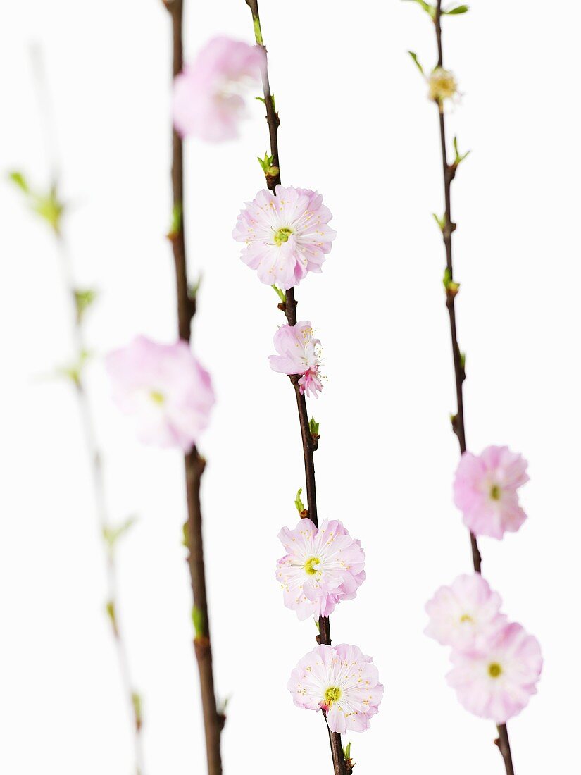 Four branches of almond blossom
