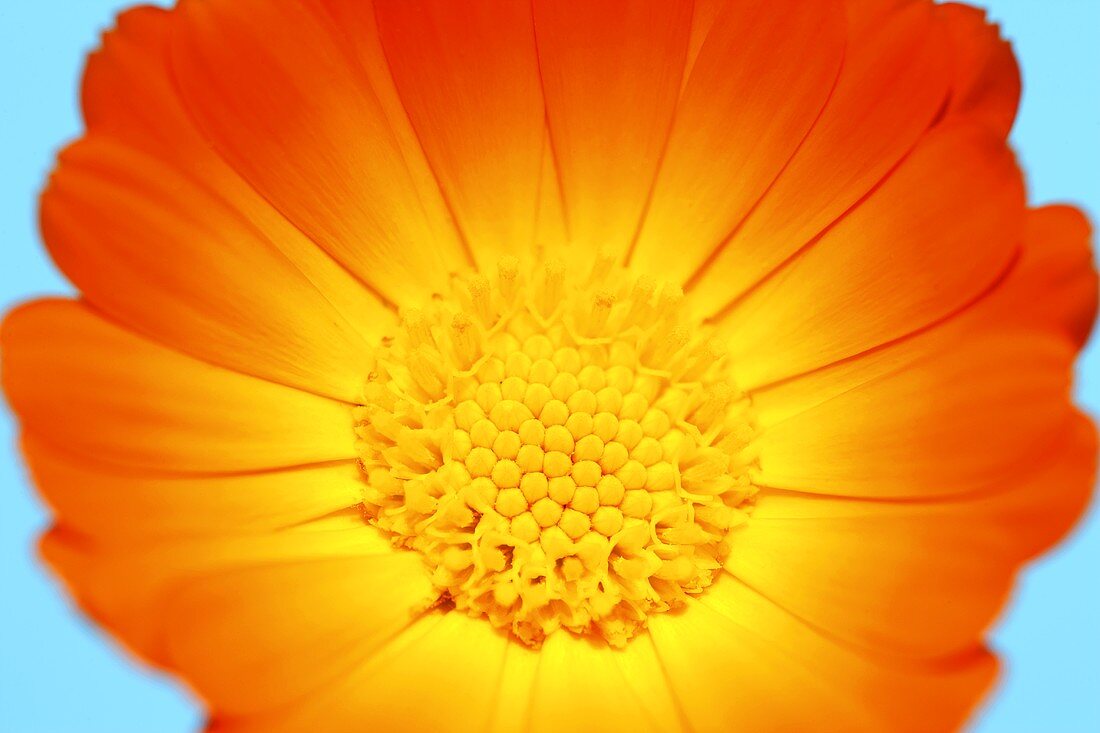 A marigold