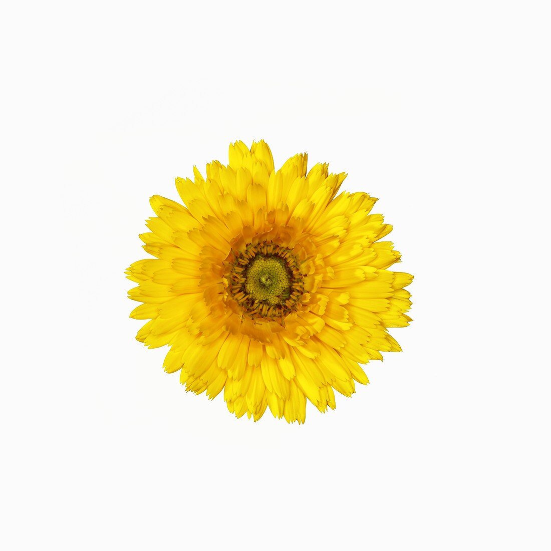 Yellow marigold