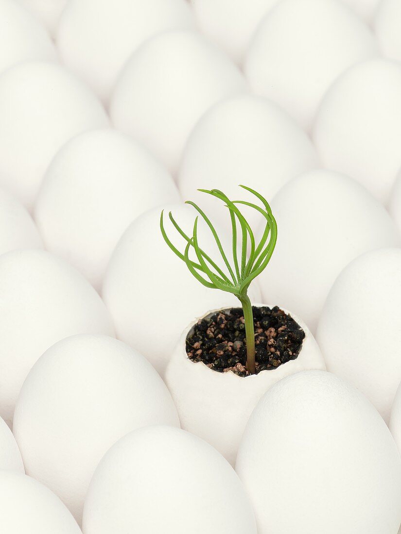Pine sprout in an eggshell