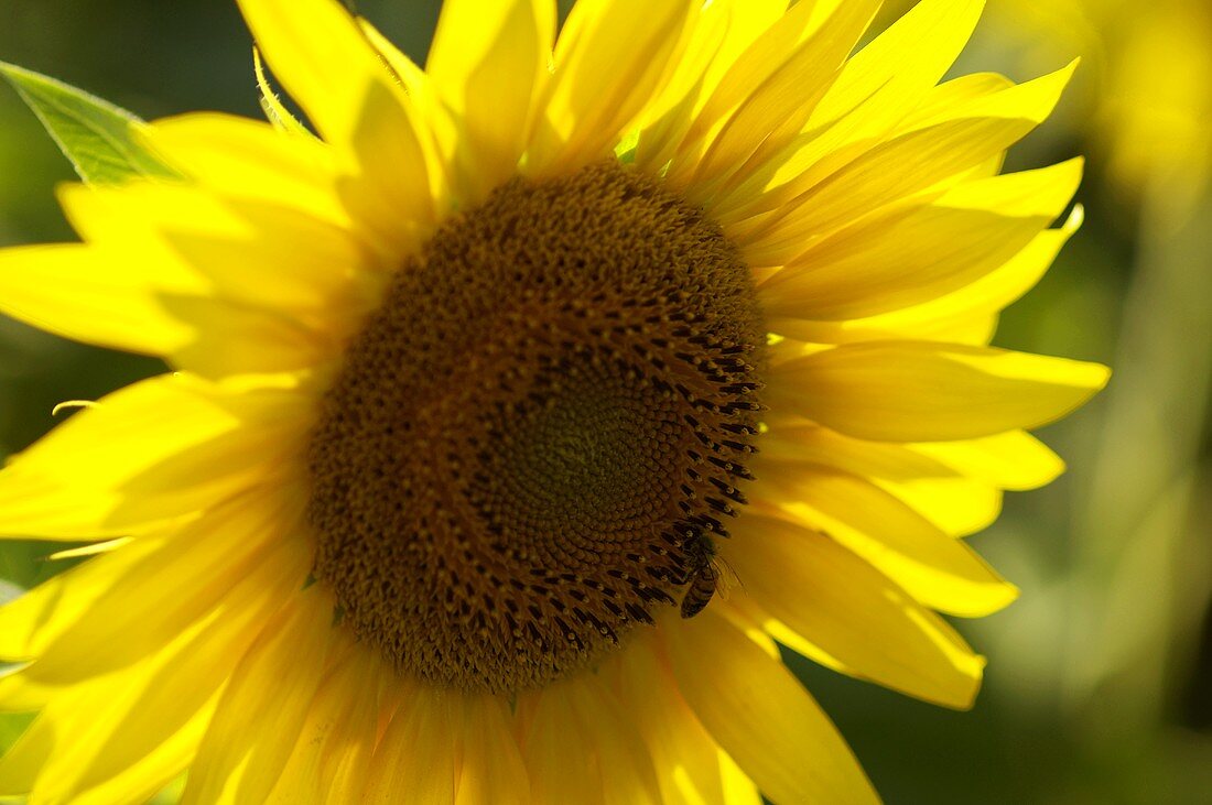 Eine Sonnenblume mit Biene