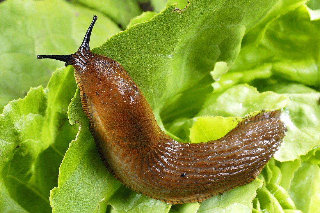 A slug on a lettuce