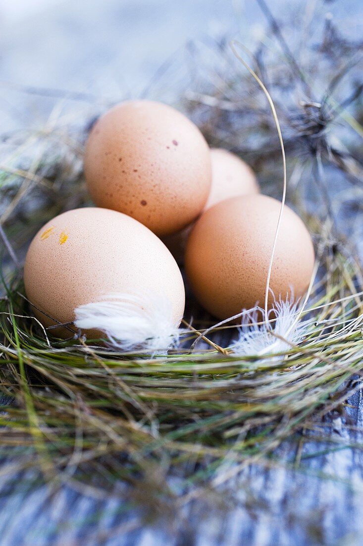 Frische Eier im Nest aus Heu