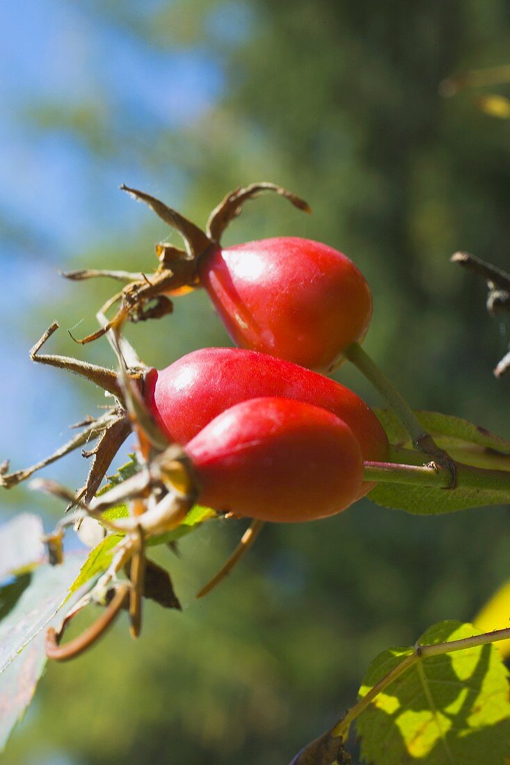 Rose hips on the bush in the open air