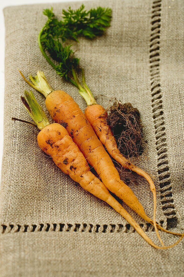 Young carrots with soil