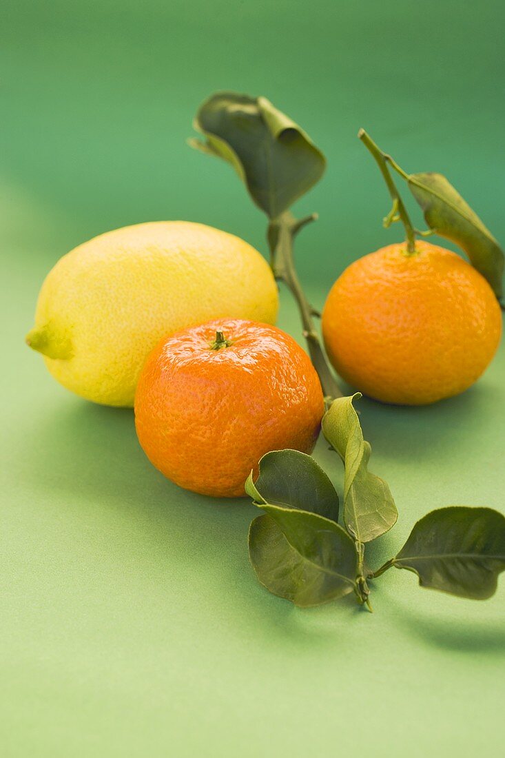 Lemon and clementines with leaves