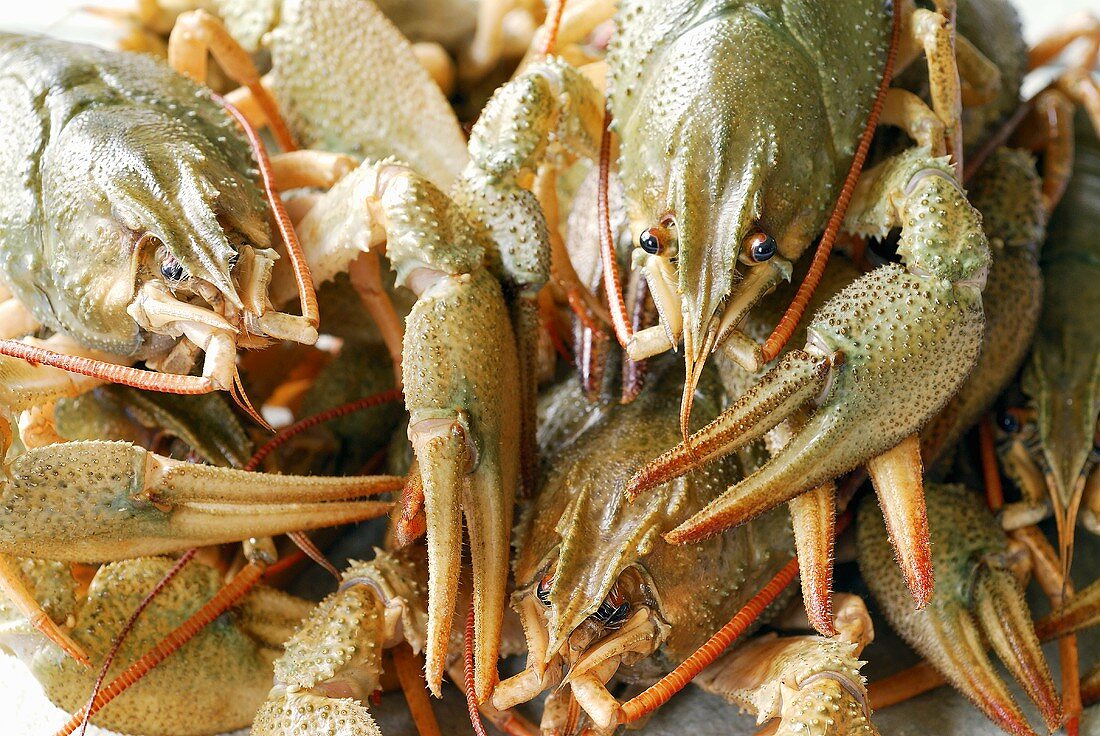 Live freshwater crayfish (full-frame)