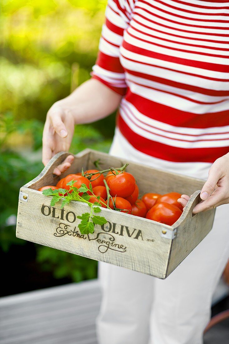 Frau hält Steige mit frischen Tomaten