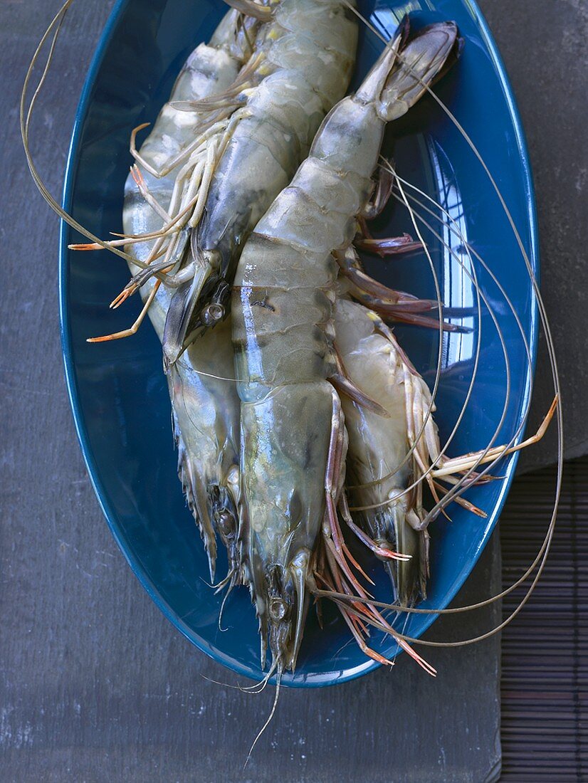 Fresh king prawns in blue dish
