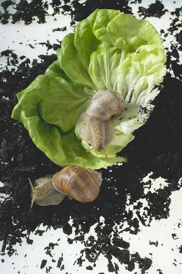 Zwei lebendige Schnecken auf Salatblatt und Erde