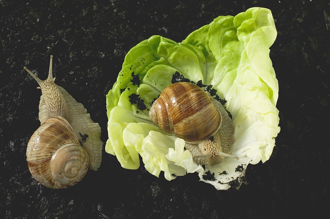 Two live snails on lettuce leaf and on soil