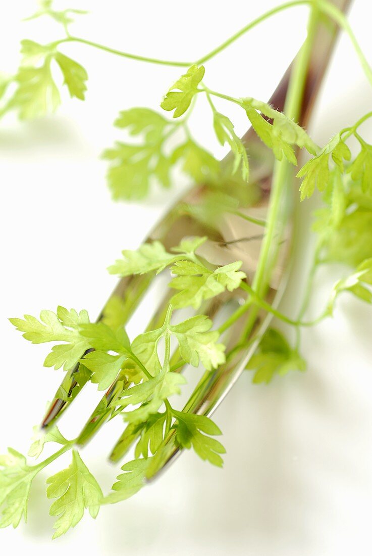 Fresh parsley on fork