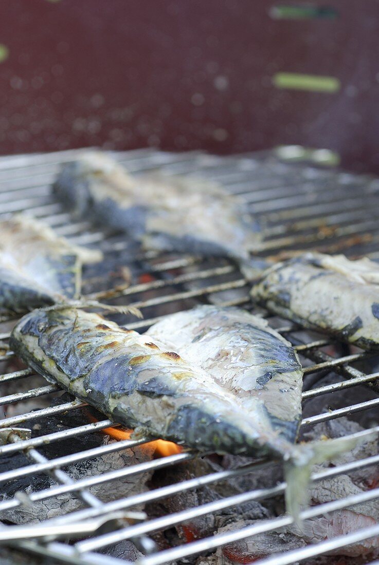Mackerel on a charcoal barbecue