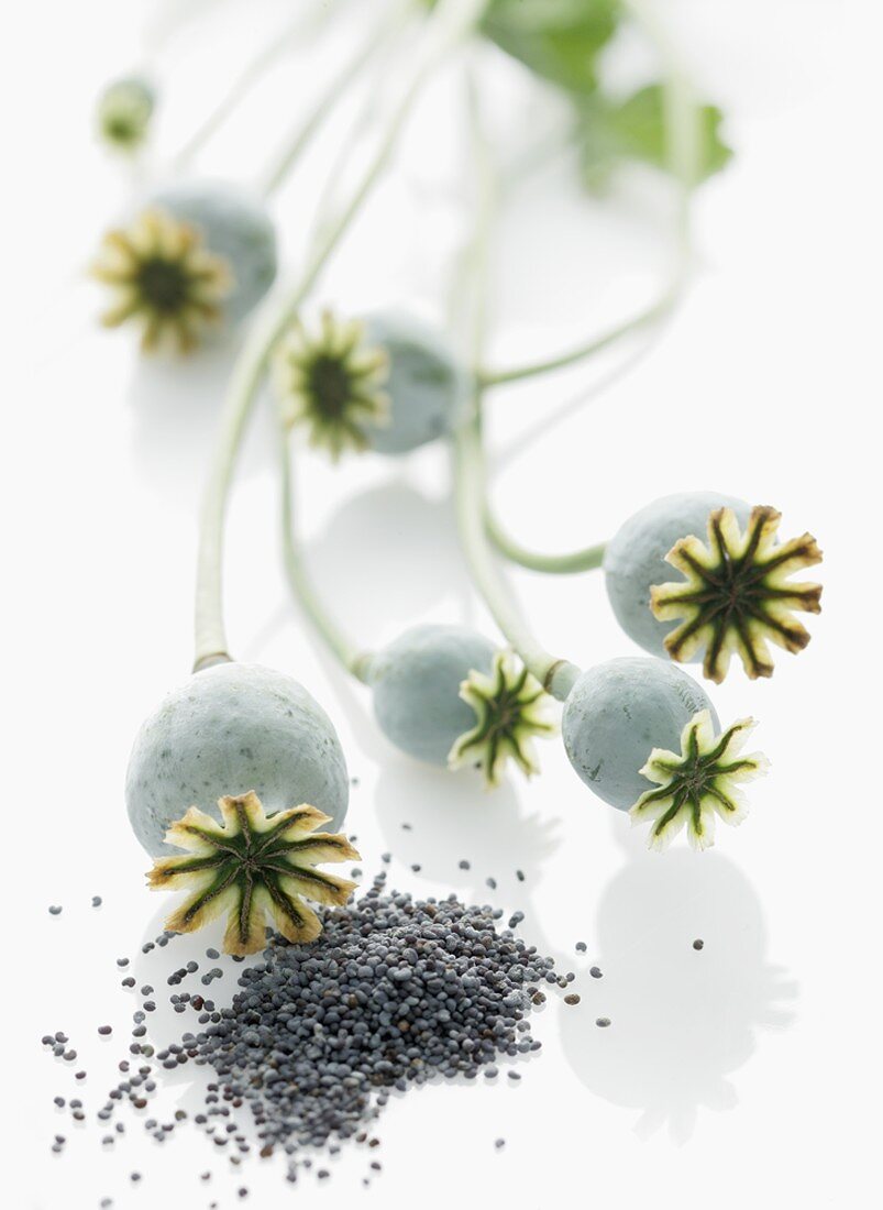 Poppy seed capsules and poppy seeds
