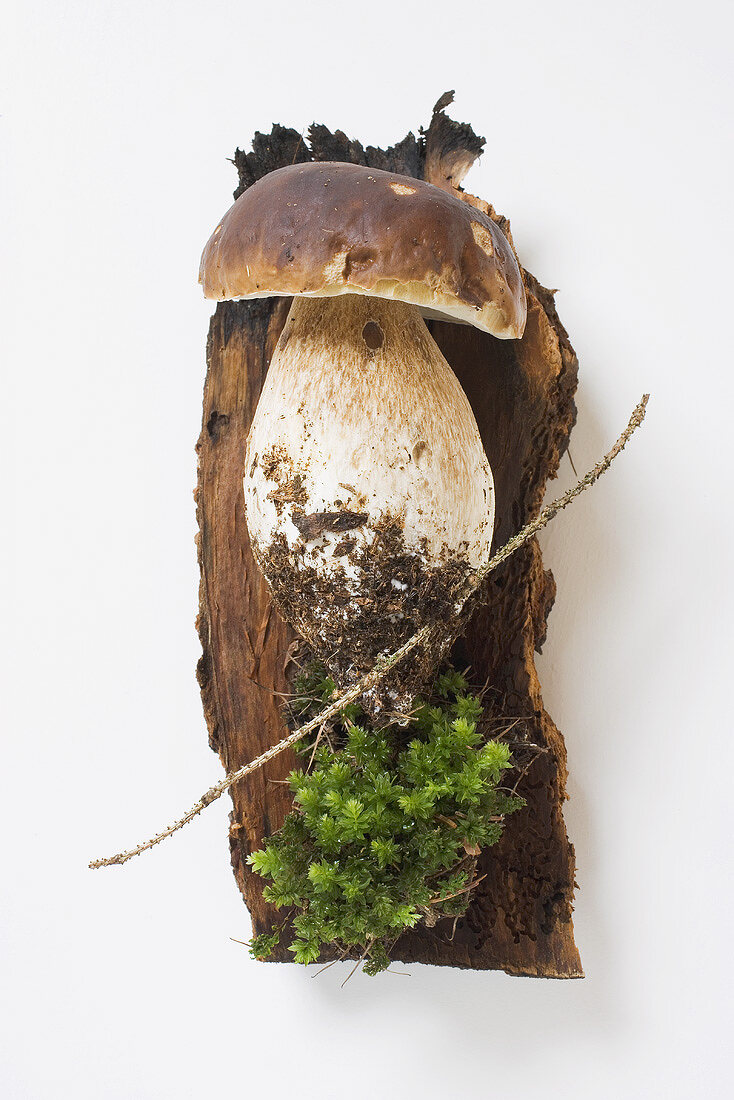 Cep with soil and moss on tree bark