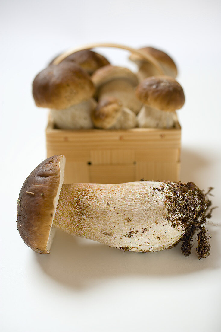 Ceps in and beside woodchip basket