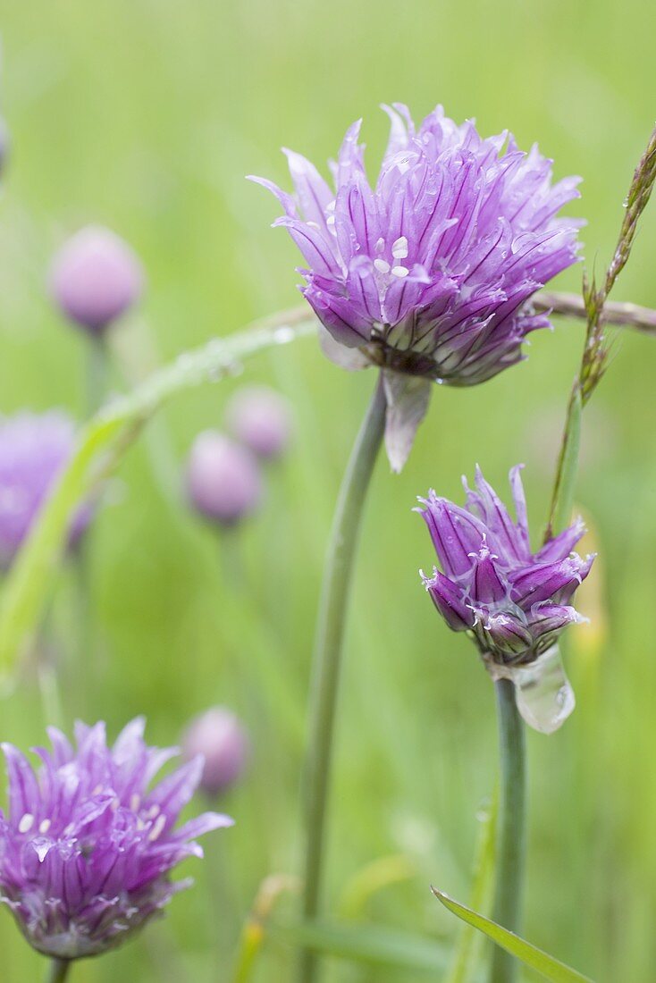 Schnittlauch mit Blüten