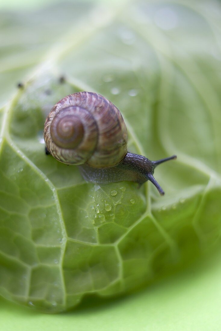 Schnecke auf Kohlblatt (Close Up)